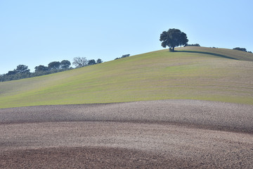Fototapeta premium Andalusian countryside landscape with different colors and a lonely oak on top of a hill