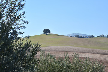 Fototapeta premium Andalusian countryside landscape with different colors and a lonely oak on top of a hill