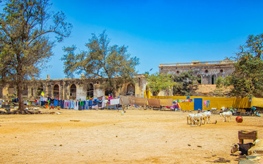 Herd of goats on a typical dusty yard in Goree, Senegal. It's near Dakar, Africa. The goats eat food from the avalanche on the ground and behind them hang on the clothesline.