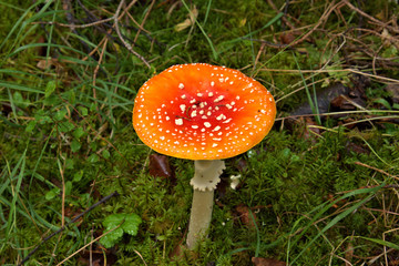 Alaska Mushroom