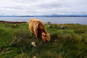 Scottish highland cattle grazing at the coast on Isle of Skye