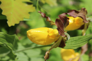 Blooming Yellow Ladyslipper