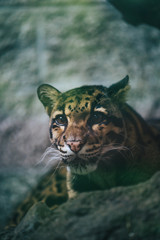 Clouded leopard