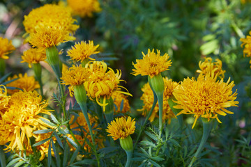 Tagetes erecta, commonly called tagete, a species of the Asteraceae family. Marigold flower (Mexican, Aztec or African marigold) in the garden.