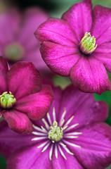 Purpur Clematis