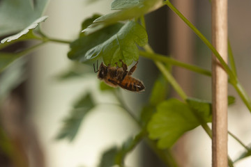 Bee macro playing on fresh green parsley leaves in an urban garden outdoors..