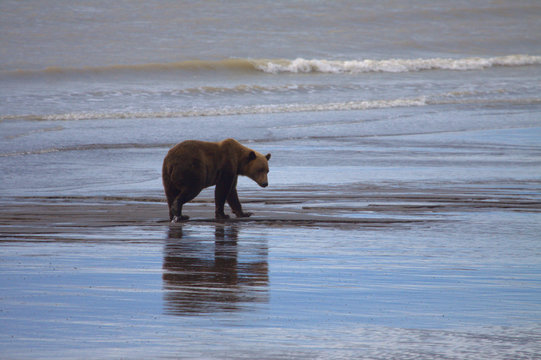 Brown Bear On Lake Clark In Alaska