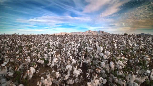 Cotton field ready to be harvested in Eloy, Arizona