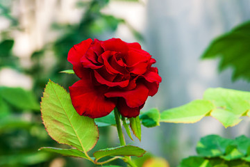 One red rose bush in the garden on a flower bed. Blossoming of rose flower buds on open ground....