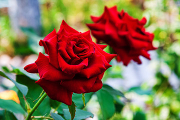 Red rose bush in the garden on a flower bed. Blossoming of rose flower buds on open ground. Valentine's Day.