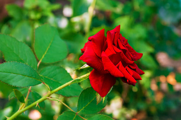 One red rose bush in the garden on a flower bed. Blossoming of red rose flower bud on open ground in Valentine's Day.