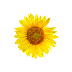 Sunflower flower isolated for print and design. Printable autumn pattern with sunflower. Sunflower pattern on white background.