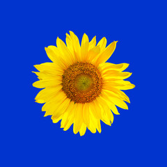 Obraz premium Sunflower flower isolated for print and design. Printable autumn pattern with sunflower. Sunflower pattern on blue background.