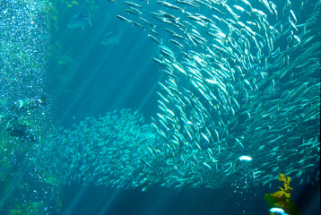 Fototapeta na wymiar shoal of fish in turquoise waters of aquarium