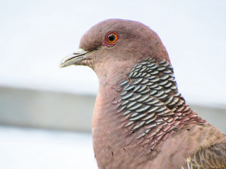 portrait of a pigeon