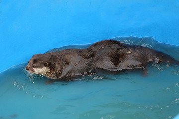 The beaver is swimming again in the tub.