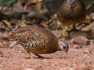 The Bar-backed Partridge (Arborophila brunneopectus) AKA Brown-breasted Hill-partridge is found in subtropical/tropical moist lowland forests and subtropical/tropical moist montane forests in SE Asia