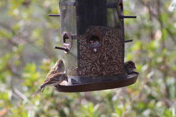 Birds at the feeder