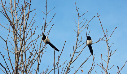 나무가지에 앉은 까치