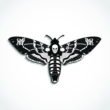 Deaths head moth vector illustration with skull