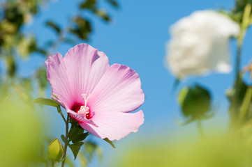 Hibiskus rosa-sinensis, known colloquially as Chinese hibiskus, China rose, rose mallow in garden. Pink and white hibiscus with the blue sky in the background. © Michal Murawski
