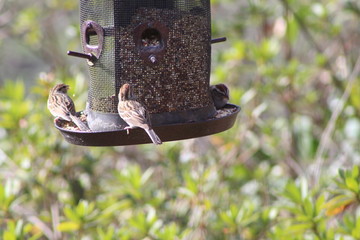 Birds at the feeder