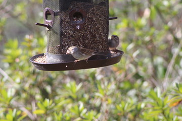Birds at the feeder