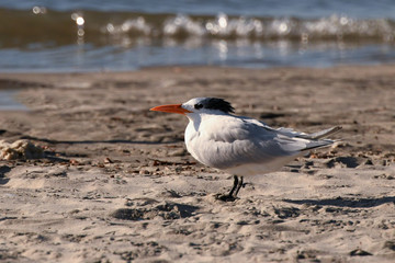 Profile of an Arctic  Tern