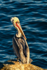 Pelican and the Great Blue Ocean