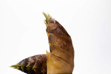 タケノコ　白背景