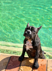 French bulldog puppy cooling down in the swimming pool during hot summer day    