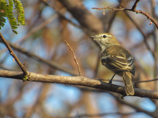 bird on a branch