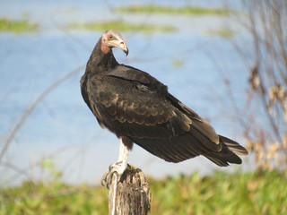 portrait of an eagle