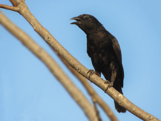 bird of prey