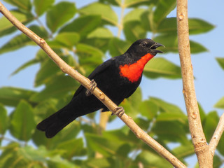 toucan bird