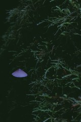 mushroom in the dark