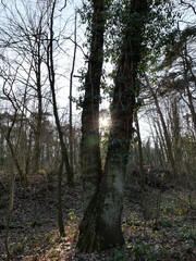 Baum mit zwei Stämmen im Gegenlicht