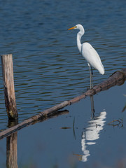 Great Egret (Ardea alba) perched. It is in the non-breeding season as its overall plumage is white and the bill and facial skin are yellow. 
