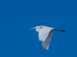 Great Egret (Ardea alba) in Flight. It is in the non-breeding season as its overall plumage is white and the bill and facial skin are yellow. 