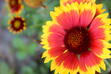 Red and Yellow Flower