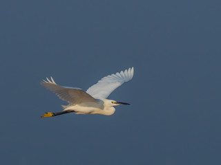 Little Egret (Egretta garzetta) in Flight. It is a small white egret with dark grey-black legs, black bill and a bright yellow naked face.