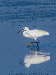 Little Egret (Egretta garzetta) with reflection. It is a small white egret with dark grey-black legs, black bill and a bright yellow naked face.