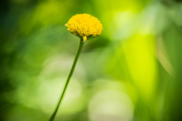 Yellow Flowers background