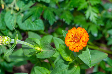  Orange Marigold
