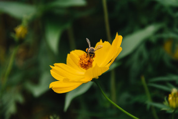 Abeja en flor amarilla