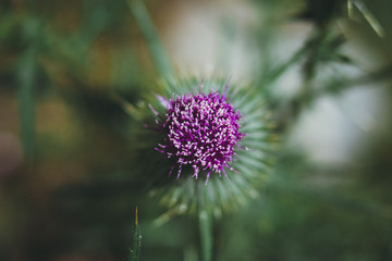 thistle flower