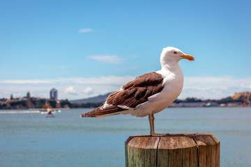 Albatross bird against the horizon and blue sky