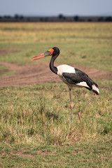 A Saddle-Billed Stork walking through the open grassland.  Image taken in the Masai Mara, Kenya.