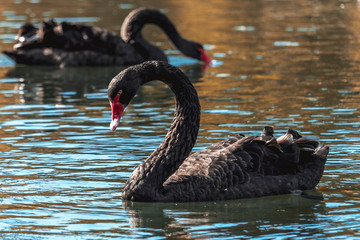 Two graceful black swans on the lake