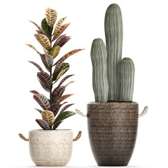 croton and cactus in a rattan basket on a white background